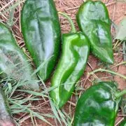 A group of green peppers sitting on top of grass.