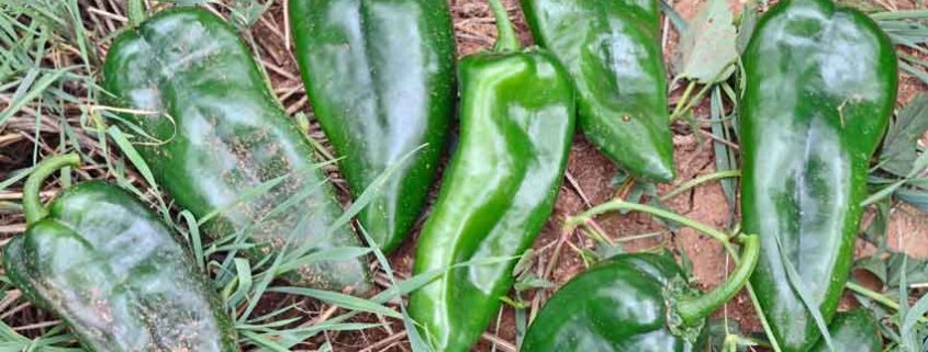 A group of green peppers sitting on top of grass.