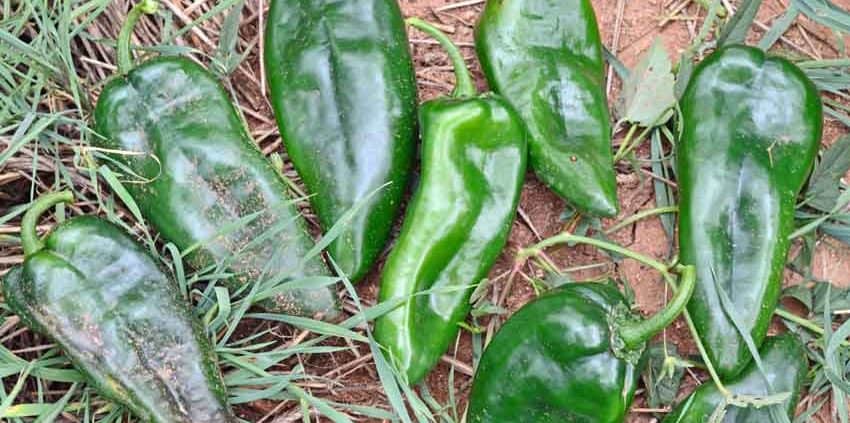 A group of green peppers sitting on top of grass.