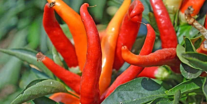 A close up of some red and yellow peppers