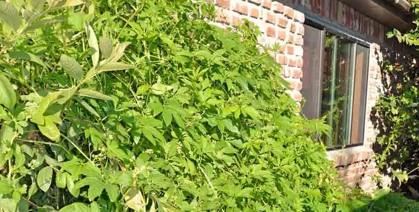 A wall covered in green plants next to a building.