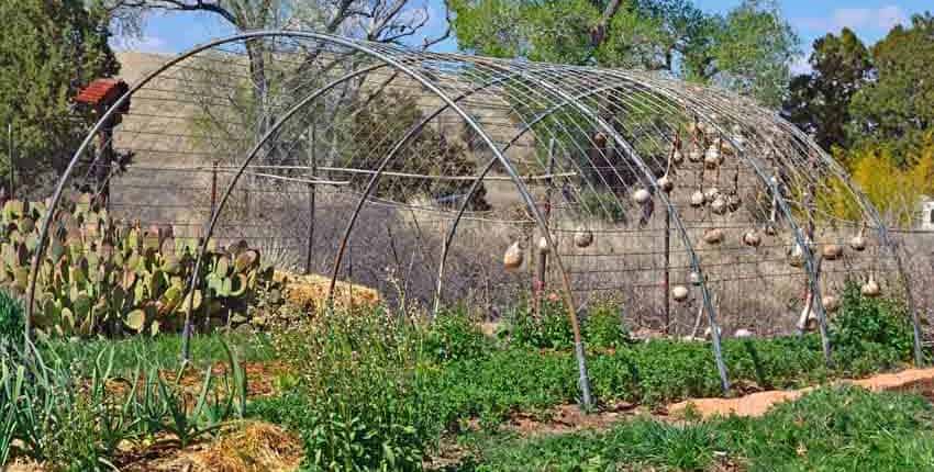 Cattle panel hoop house