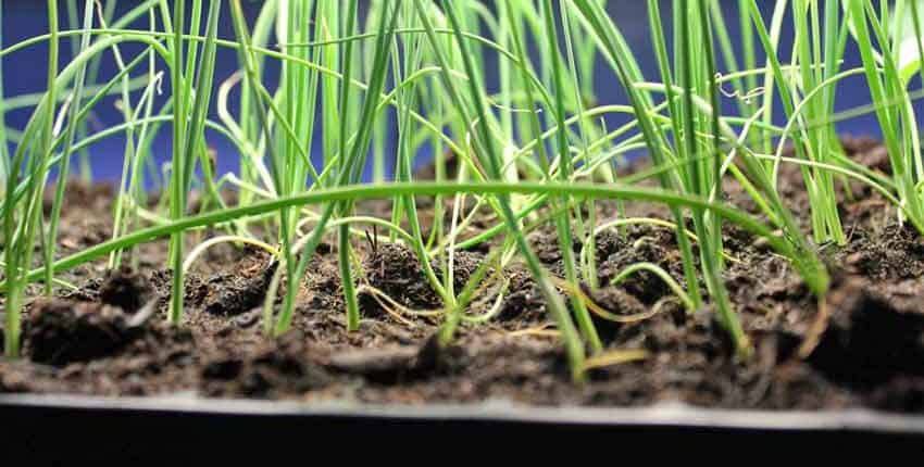 Onion Seedlings in Tray