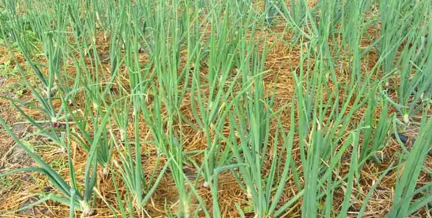 A field of grass with brown patches on the ground.