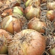 A pile of onions with brown and green tops.