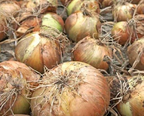 A pile of onions with brown and green tops.