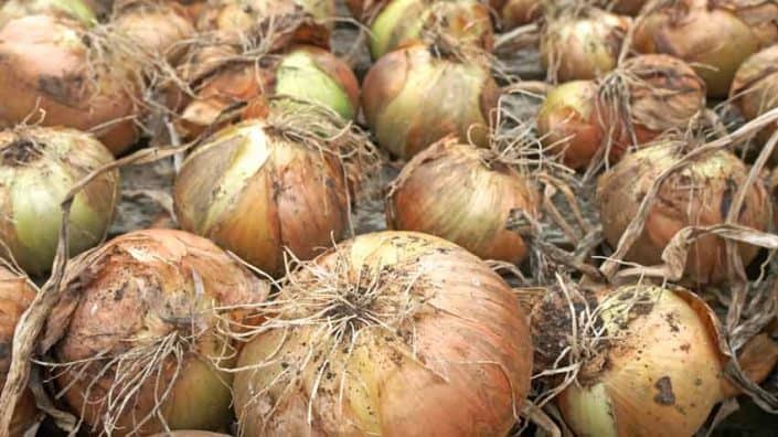 Onions Drying