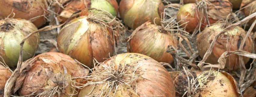 Onions Drying