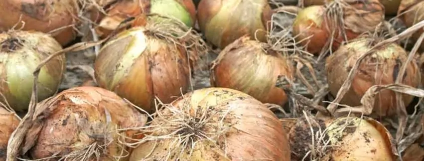 A pile of onions with brown and green tops.