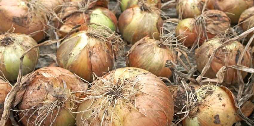 A pile of onions with brown and green tops.