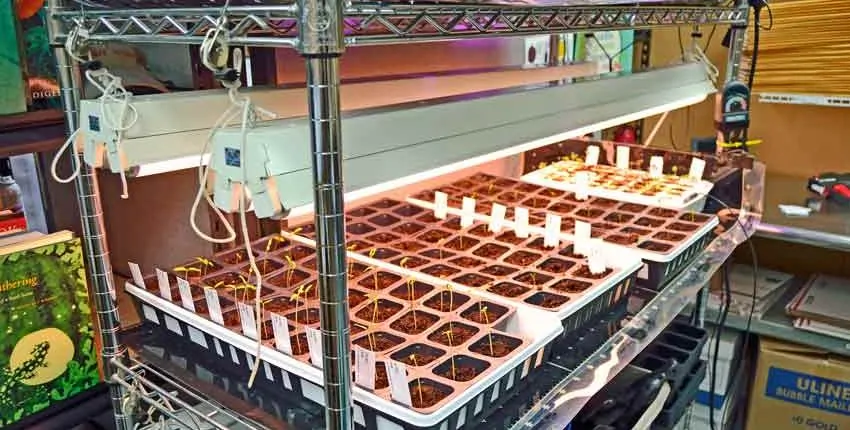 A large building with many rows of flower pots.