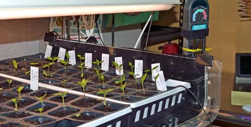 A row of plants growing in the middle of a room.