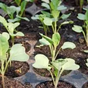 A close up of some plants growing in the ground