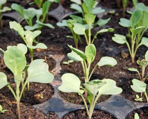 A close up of some plants growing in the ground