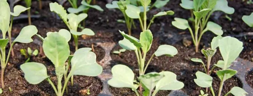 A close up of some plants growing in the ground