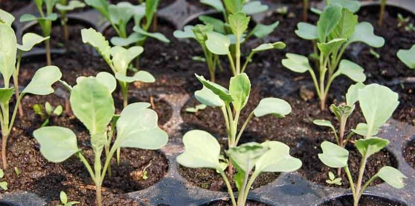 A close up of some plants growing in the ground