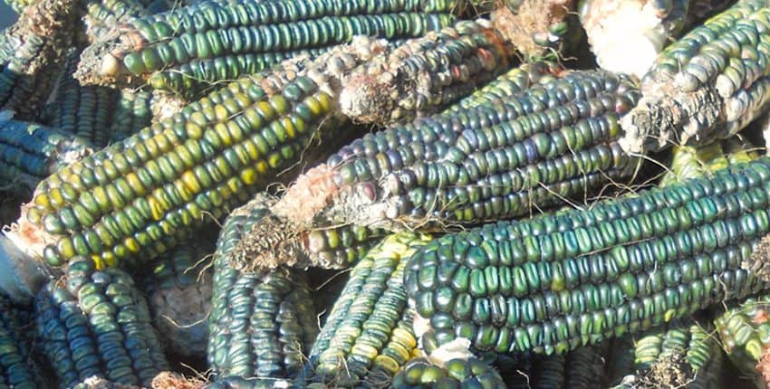 A pile of green corn on the cob.