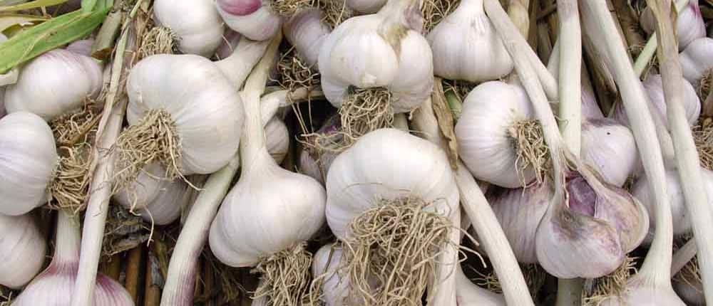 Heirloom hardneck garlic bulbs.