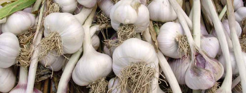 A pile of garlic sitting on top of each other.