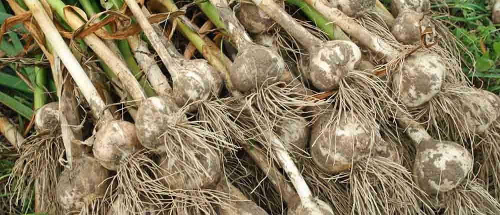 Curing Hardneck Garlic