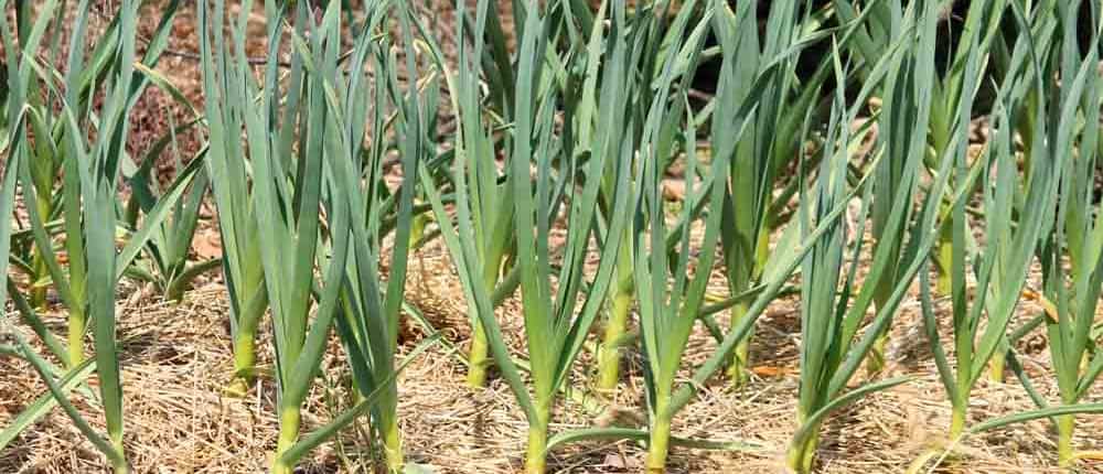 A pile of garlic sitting on top of each other.