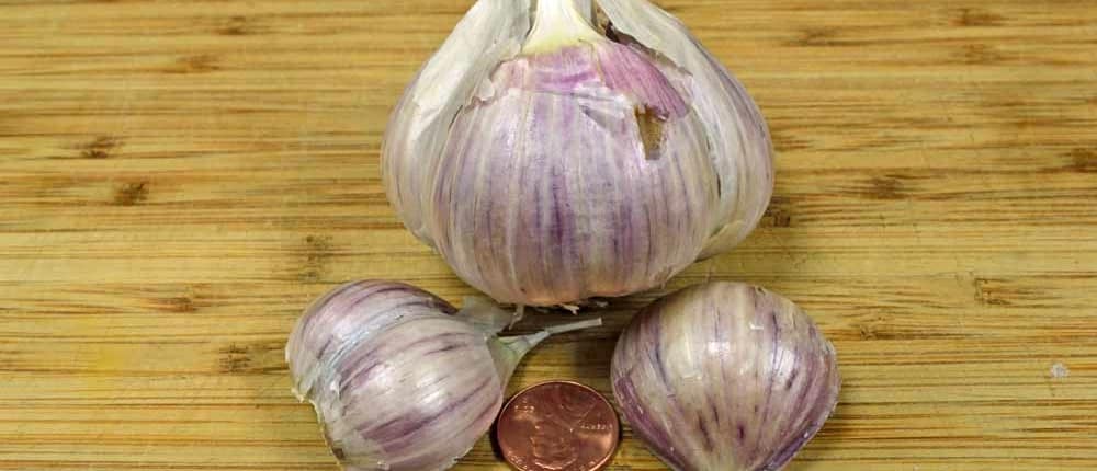 A close up of three garlic bulbs on a table