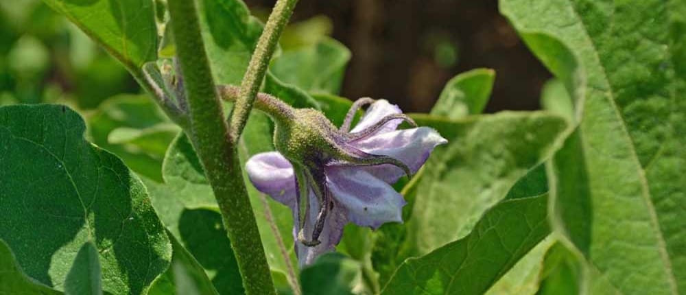 Heirloom Eggplant Blossom