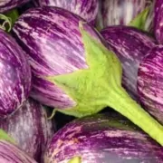 A close up of purple flowers with green stems.