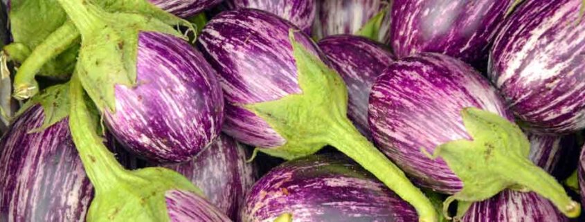 A close up of purple flowers with green stems.