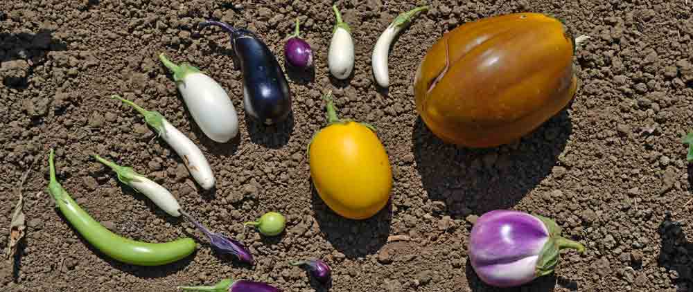 Heirloom Eggplant Shapes