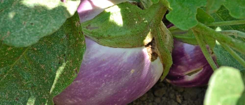 A plant growing in the dirt on a sunny day.