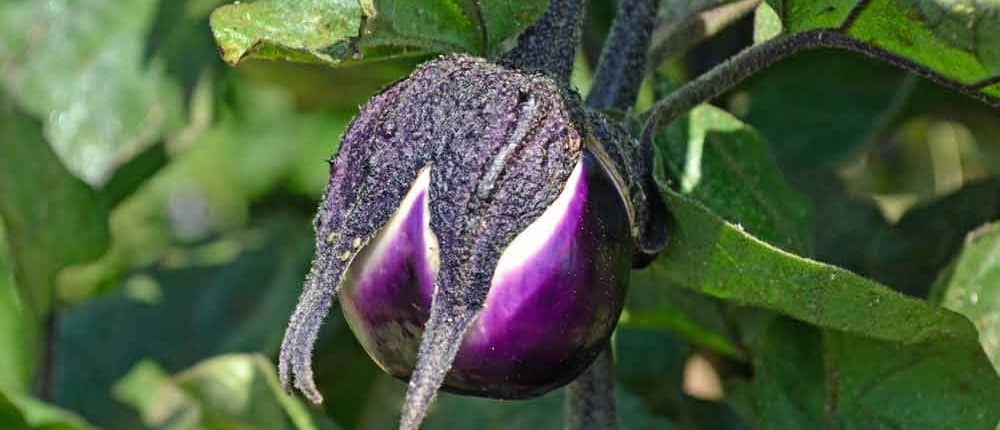 Young Heirloom Eggplant