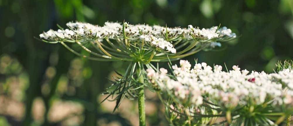 Heirloom Carrot Flowers