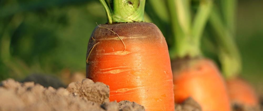 A carrot growing in the dirt with green leaves.