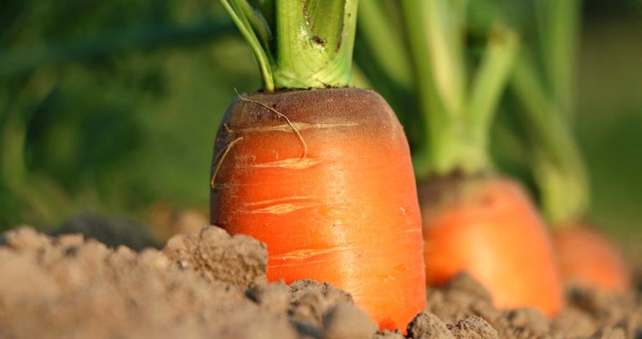 Heirloom Carrots