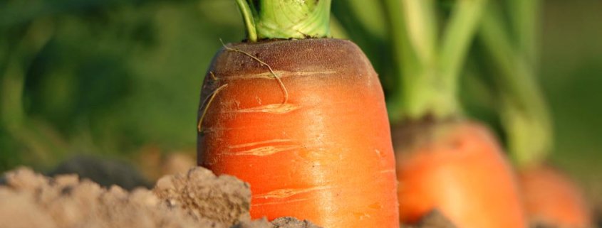 A carrot growing in the dirt with green leaves.