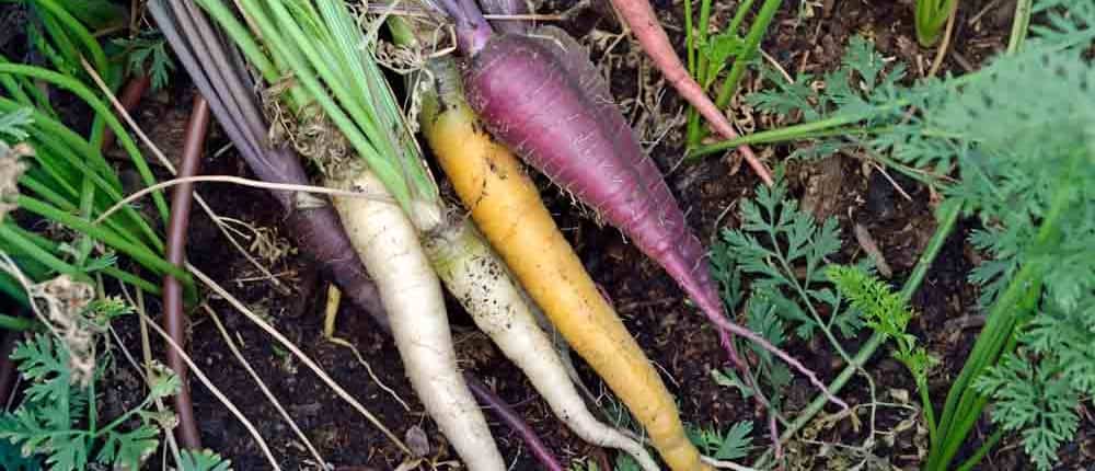 Heirloom Kaleidoscope Baby Carrots