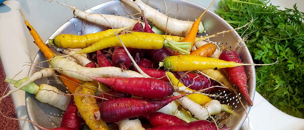 Kaleidoscope Carrots in a colander.