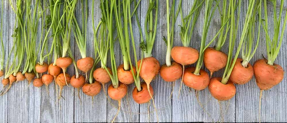 Parisian ball carrots.