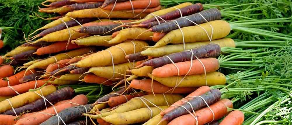 Rainbow of Heirloom Carrot Colors