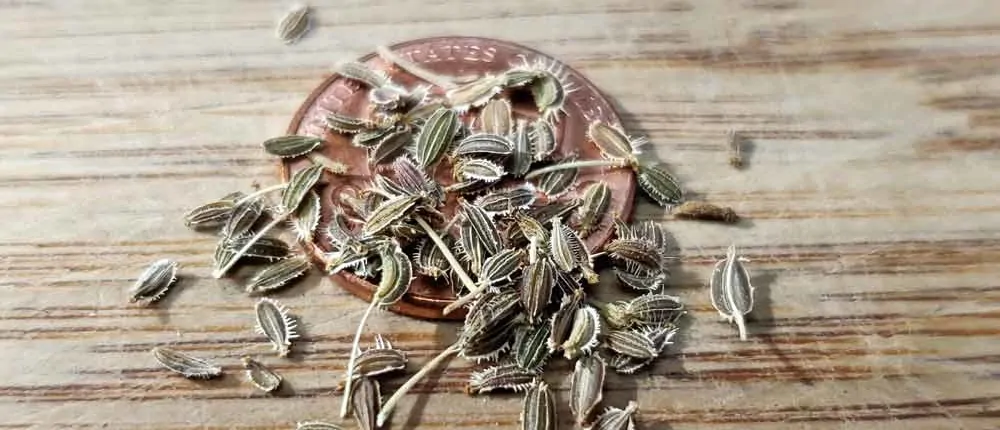 Carrot seeds on a penny.