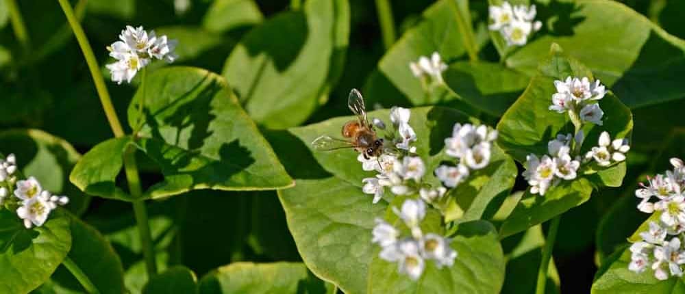 Heirloom Buckwheat as trap crops