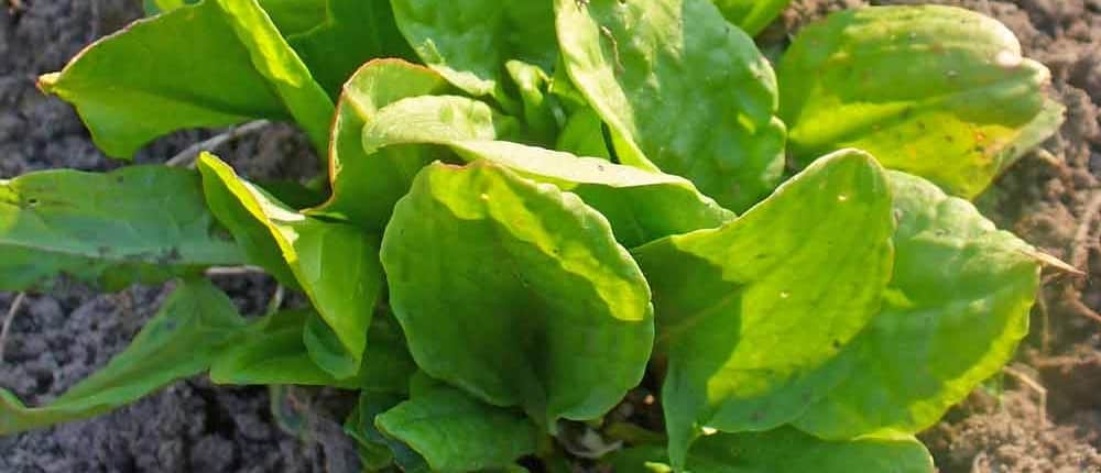 French Sorrel