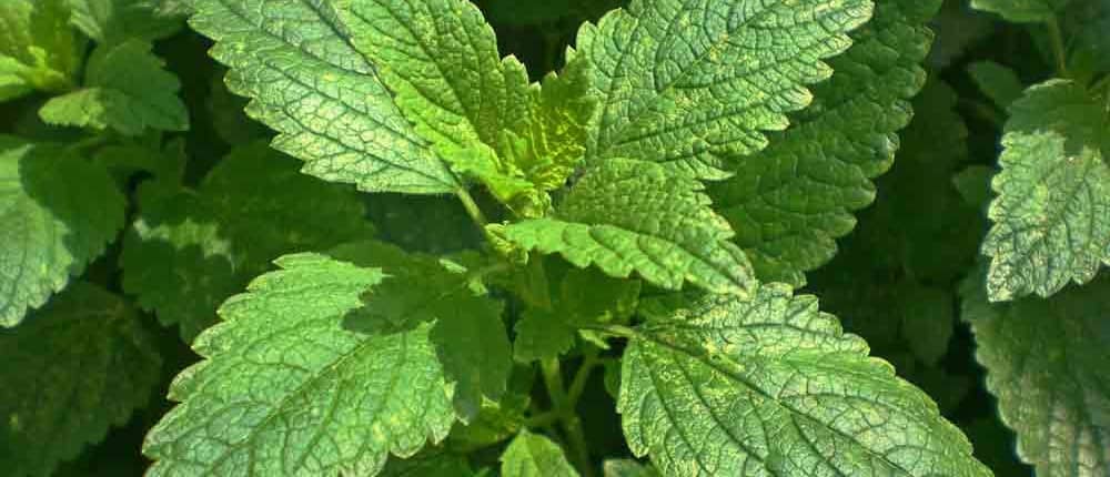 Lemon Balm