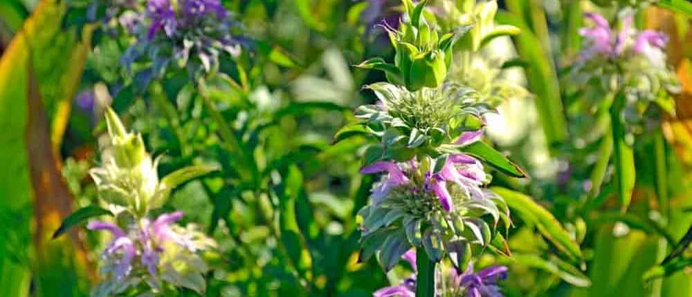 Lemon Bee Balm