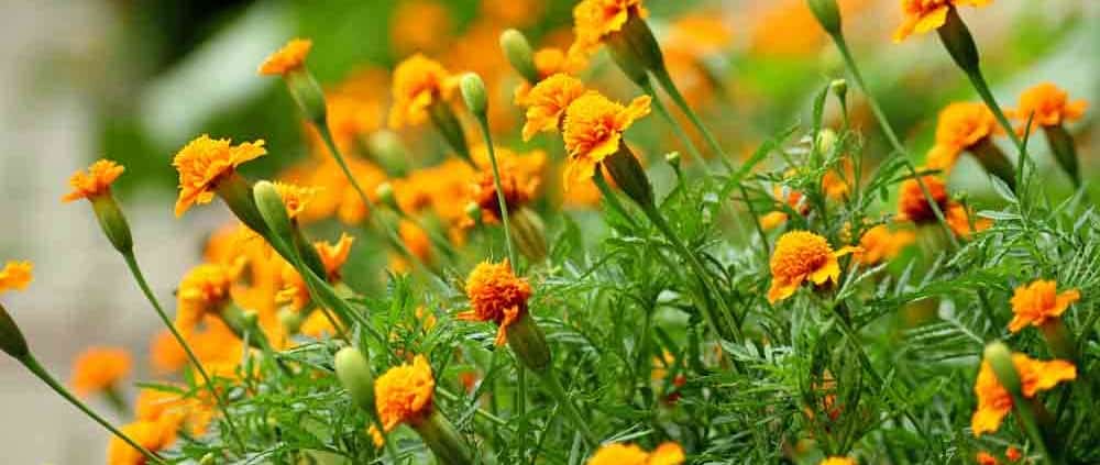 A close up of some yellow flowers in the grass