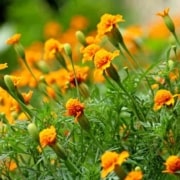 A close up of some yellow flowers in the grass