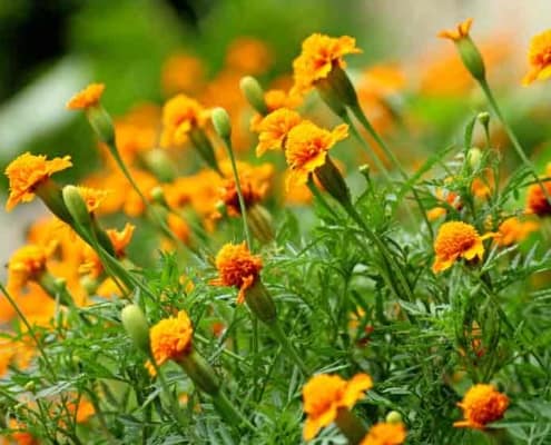 A close up of some yellow flowers in the grass