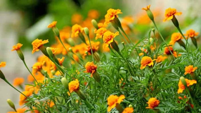 A close up of some yellow flowers in the grass