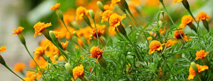 A close up of some yellow flowers in the grass